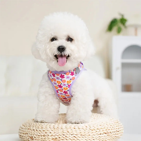 Harnais petit chien sans tracas trachée
