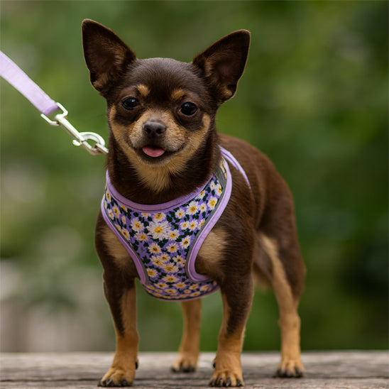 Harnais petit chien sécuritaire