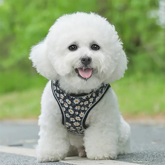 Harnais petit chien style imprimé