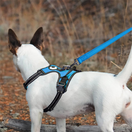 Laisse pour chien traction