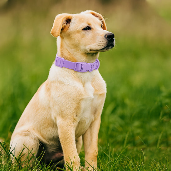 collier chien aventurier