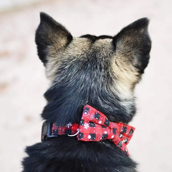 collier chien boucle réglable