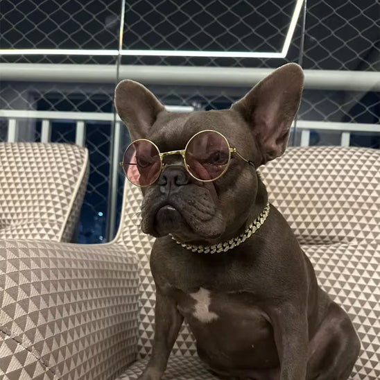 collier chien classe