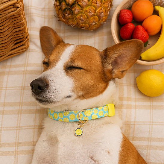 collier chien confortable