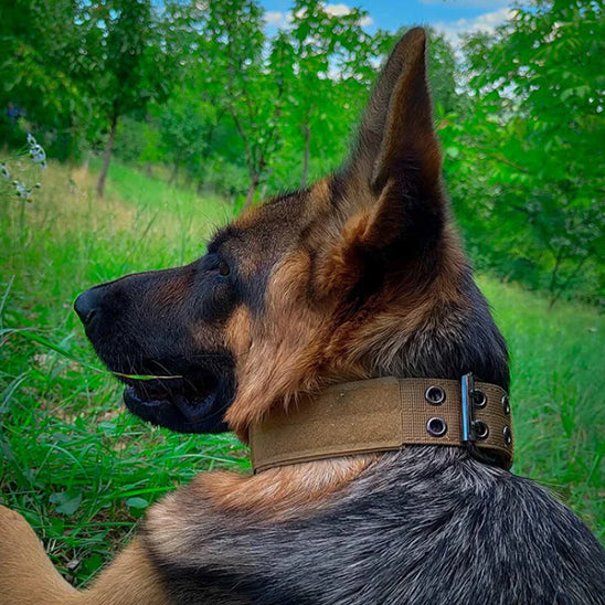 collier chien contrôle facile