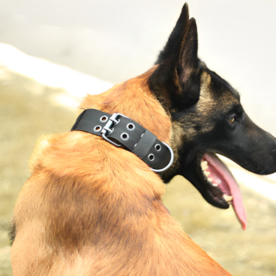 collier chien double rivet