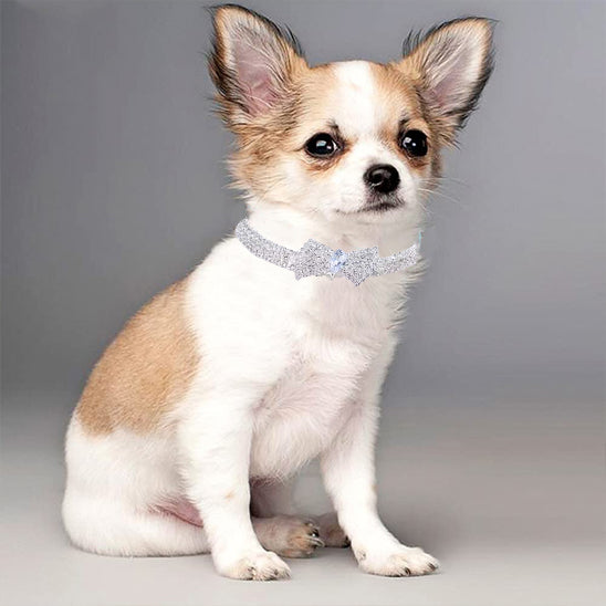 collier chien festif