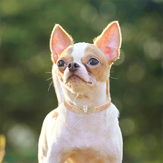 collier chien gaga