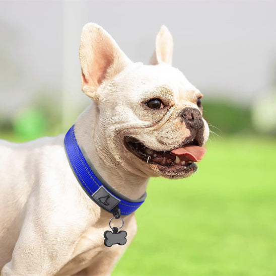 collier chien hyper securitaire