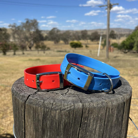 collier chien imperméable rouge et bleu