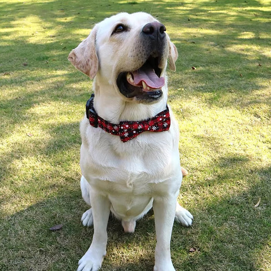 collier chien labrador