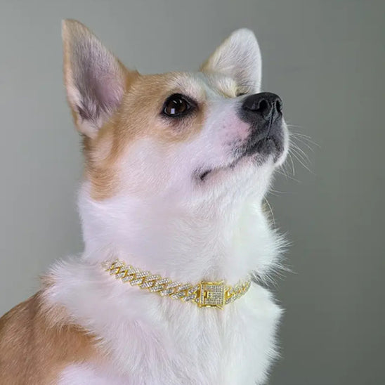 collier chien luxe