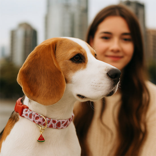 collier chien melon