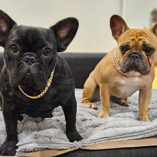 collier chien mondain