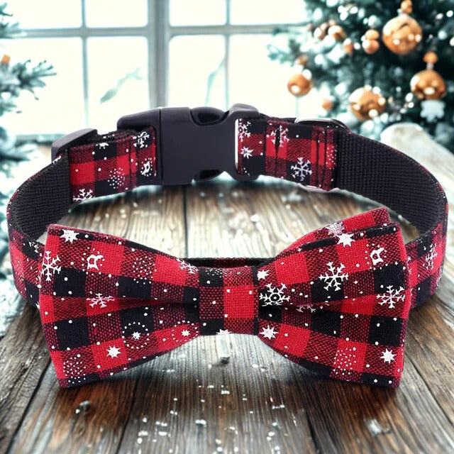 Collier chien | Pap'Atte Parfaite™