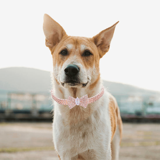 collier chien noeud papillon