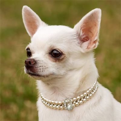 collier chien perle