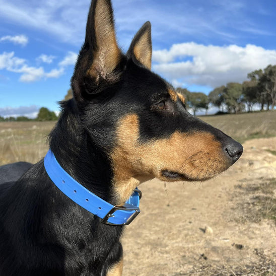 collier chien robuste