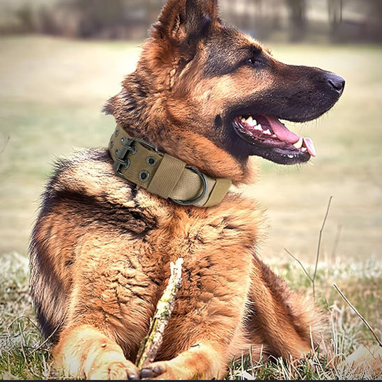 collier chien sécurité