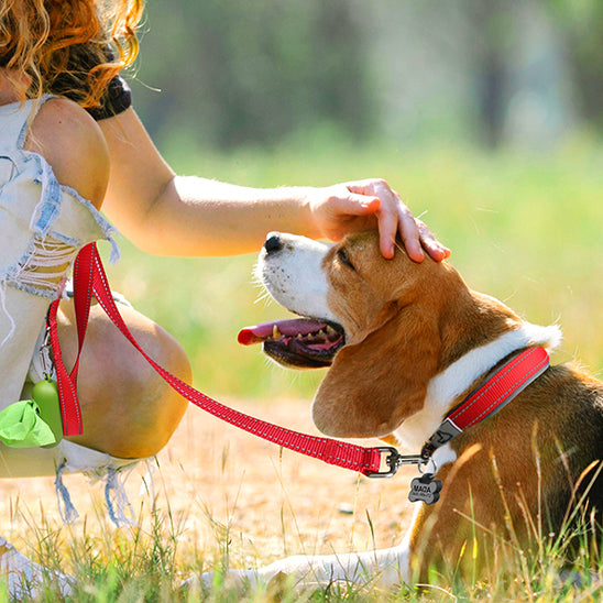 collier chien tout aller