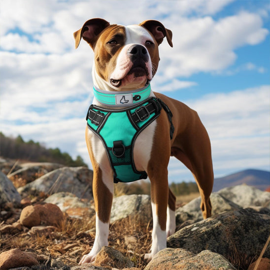 collier chien traction