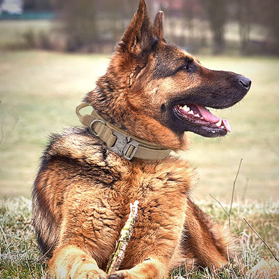 collier pour chien ajustement précis