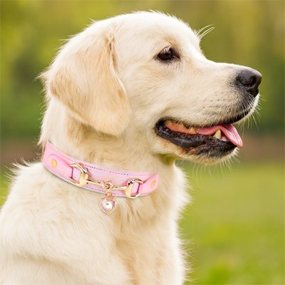 collier pour chien chiot