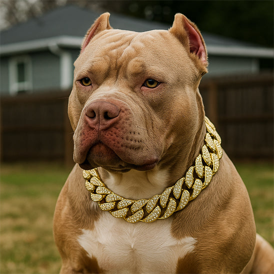 Collier pour chien | Le RockPatte™