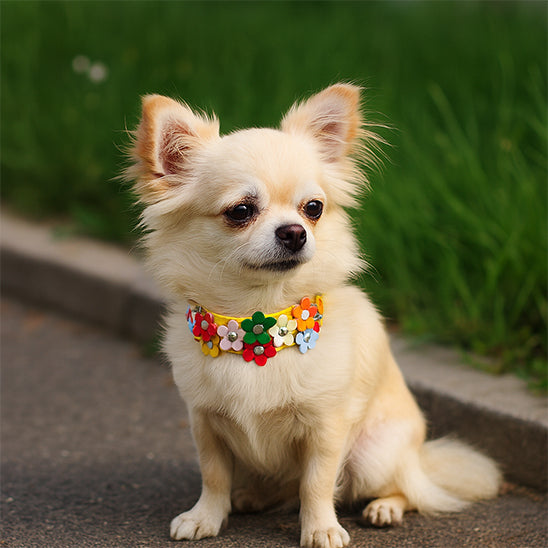 collier pour chien confort sécurité