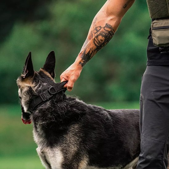 collier pour chien controle total