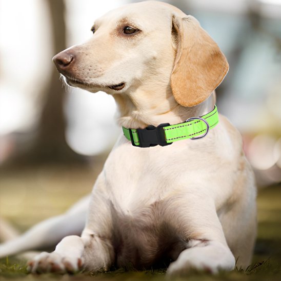 collier pour chien couleur vive