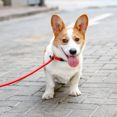collier pour chien de pincement