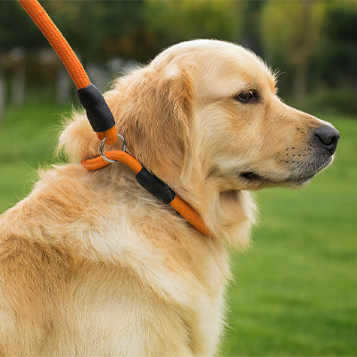 collier pour chien entrainement