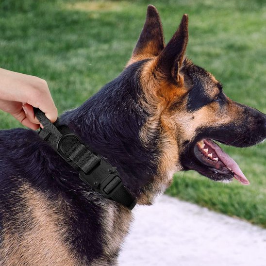 collier pour chien multiple points ancrage