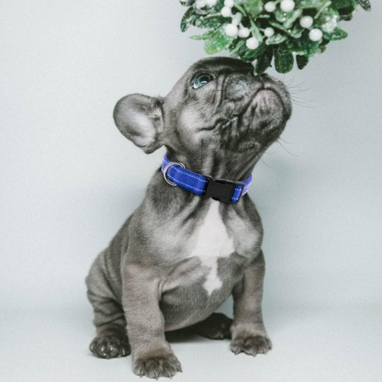 colllier pour chien réglable