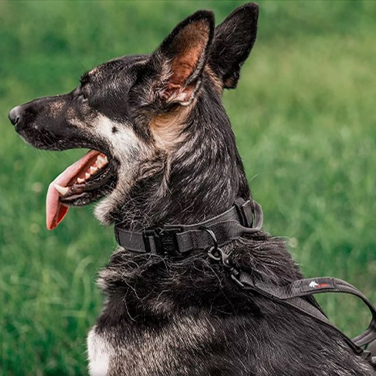 collier pour chien resistant