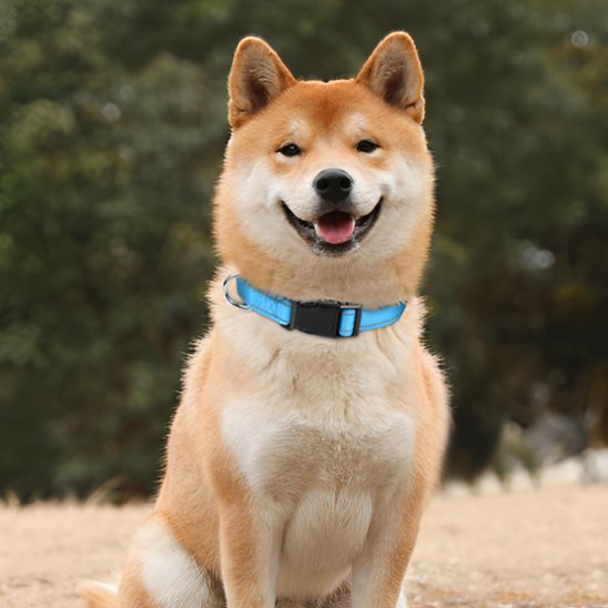 collier pour chien robuste réfléchissant