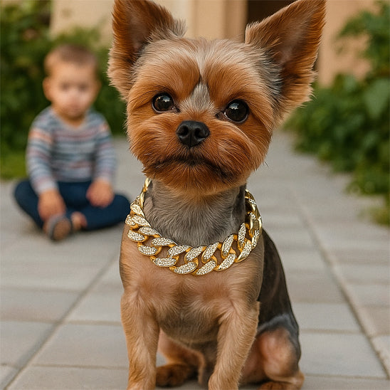 Collier pour chien | Le RockPatte™