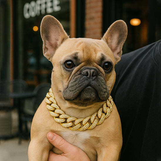 Collier pour chien | Le RockPatte™