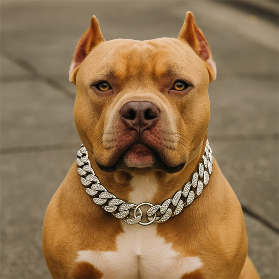 Collier pour chien | Le RockPatte™