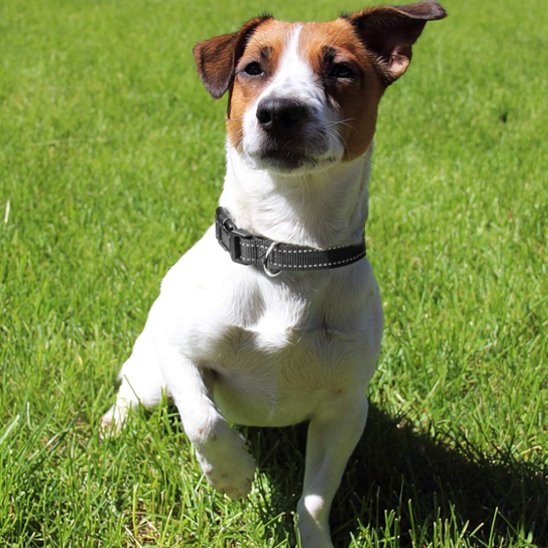 collier pour chien sécuritaire