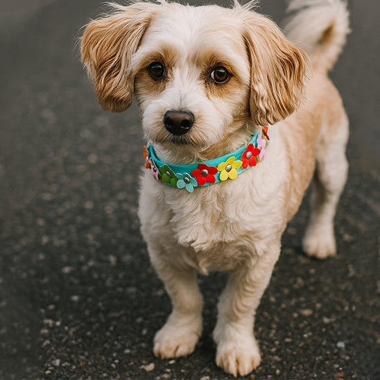collier pour chien simili cuir