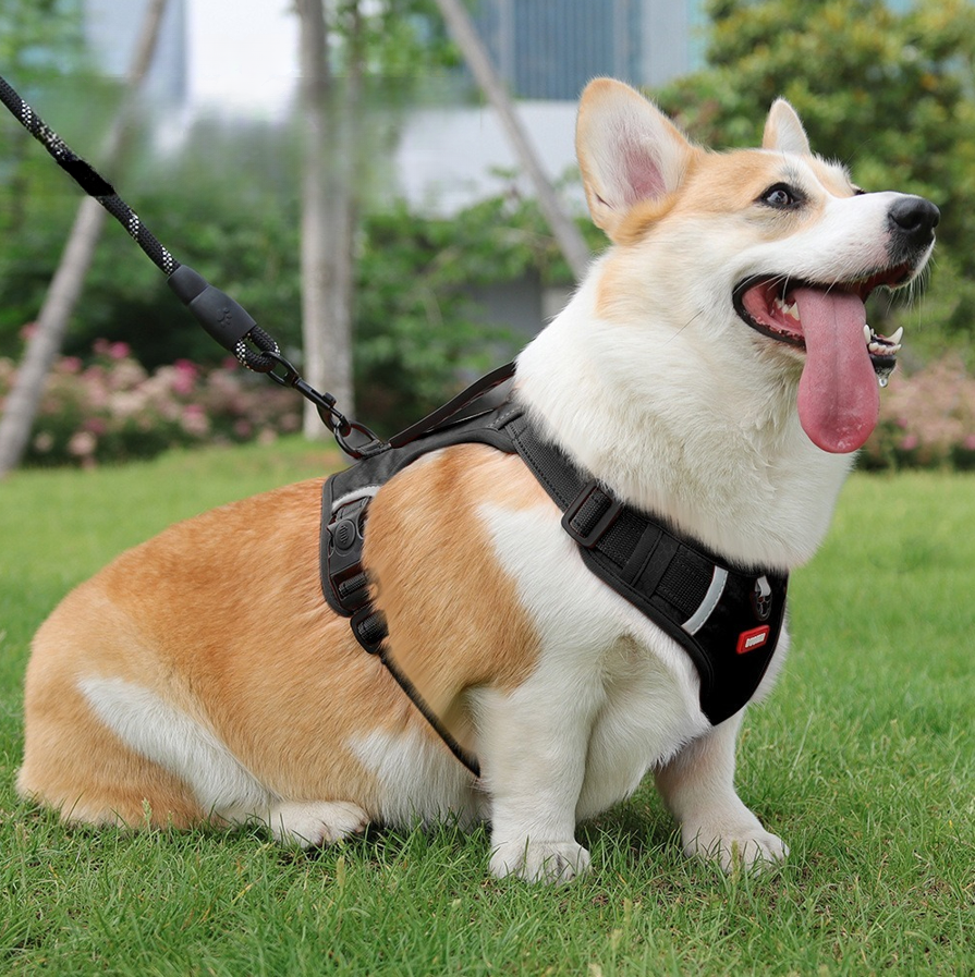 harnais anti traction pour chien confort securite