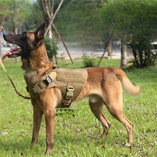 harnais anti traction pour chien meilleur connexion
