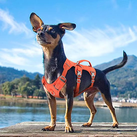 harnais anti traction pour chien sans frustration