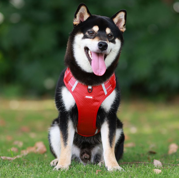 harnais anti traction pour chien sans stress