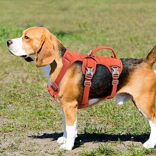 harnais anti traction pour chien securitaire