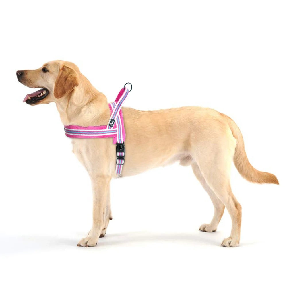 harnais chien Labrador
