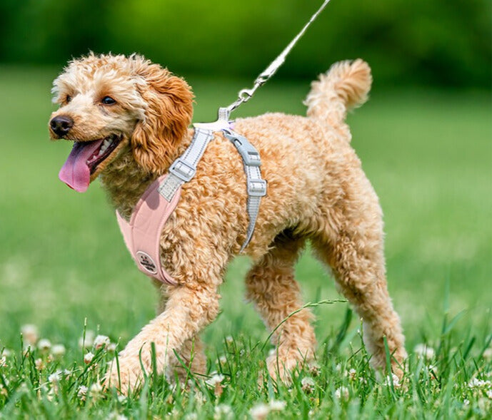 harnais chien anti traction confort contrôle