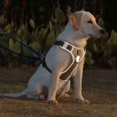Harnais chien anti traction | StrongPatte